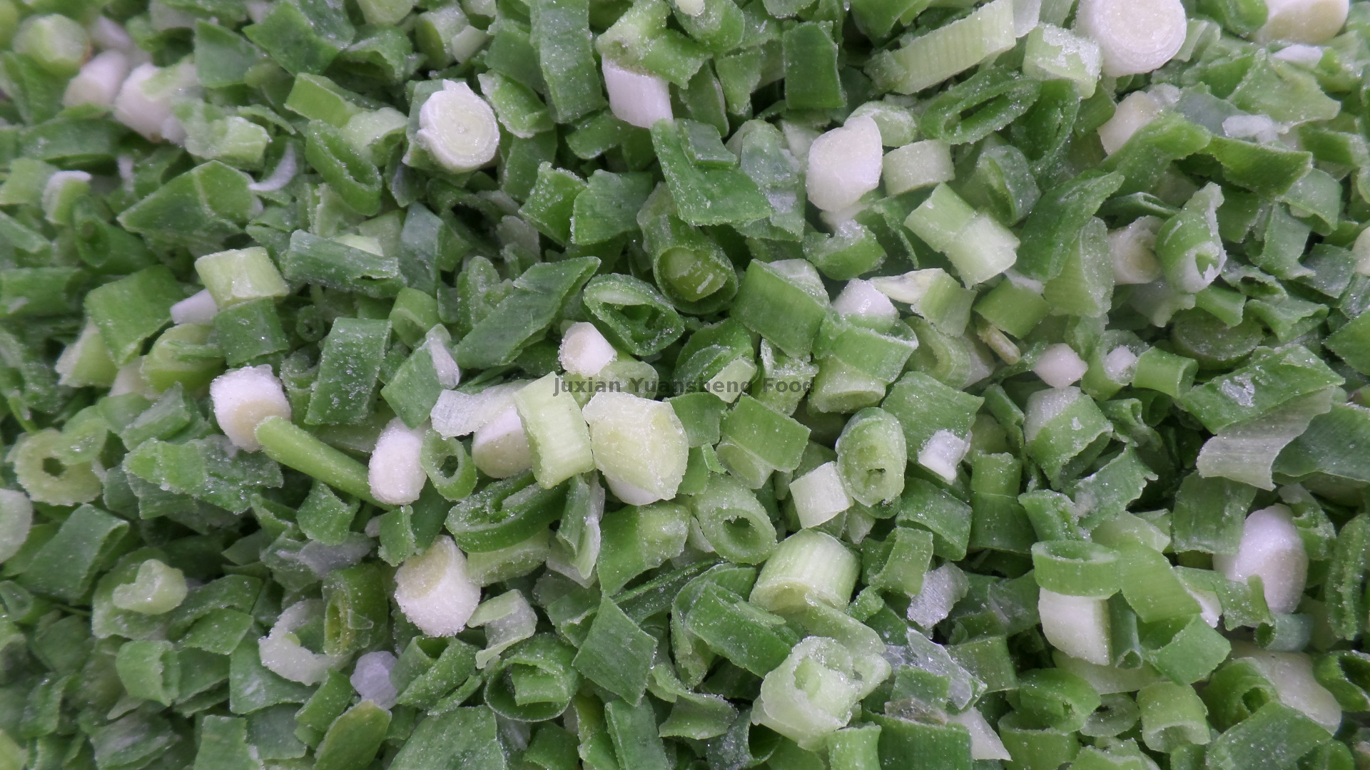 oignon de printemps (5)