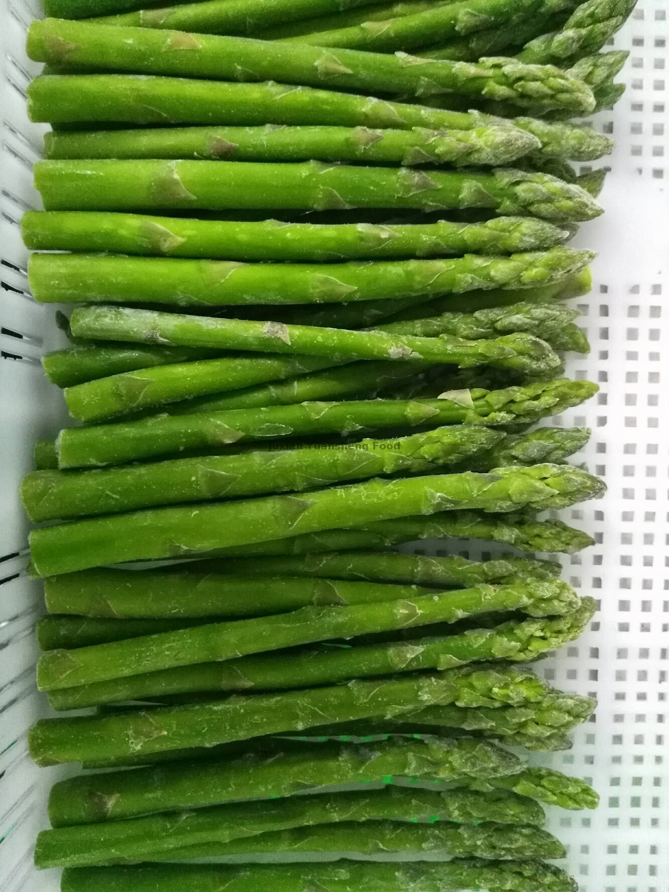 Asperges vertes congelées-récolte de printemps avec une bonne qualité et le meilleur prix