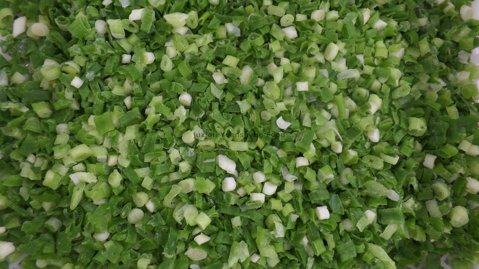 oignon de printemps (10)