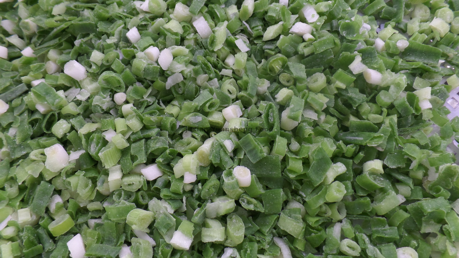 oignon de printemps (8)